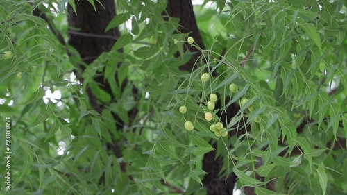 Azadirachta indica Neem fruit on the tree