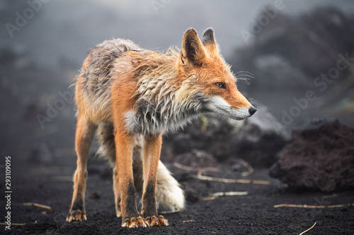 Fototapeta Naklejka Na Ścianę i Meble -  A magnificent wild Red Fox (Vulpes vulpes) hunting for food to eat
