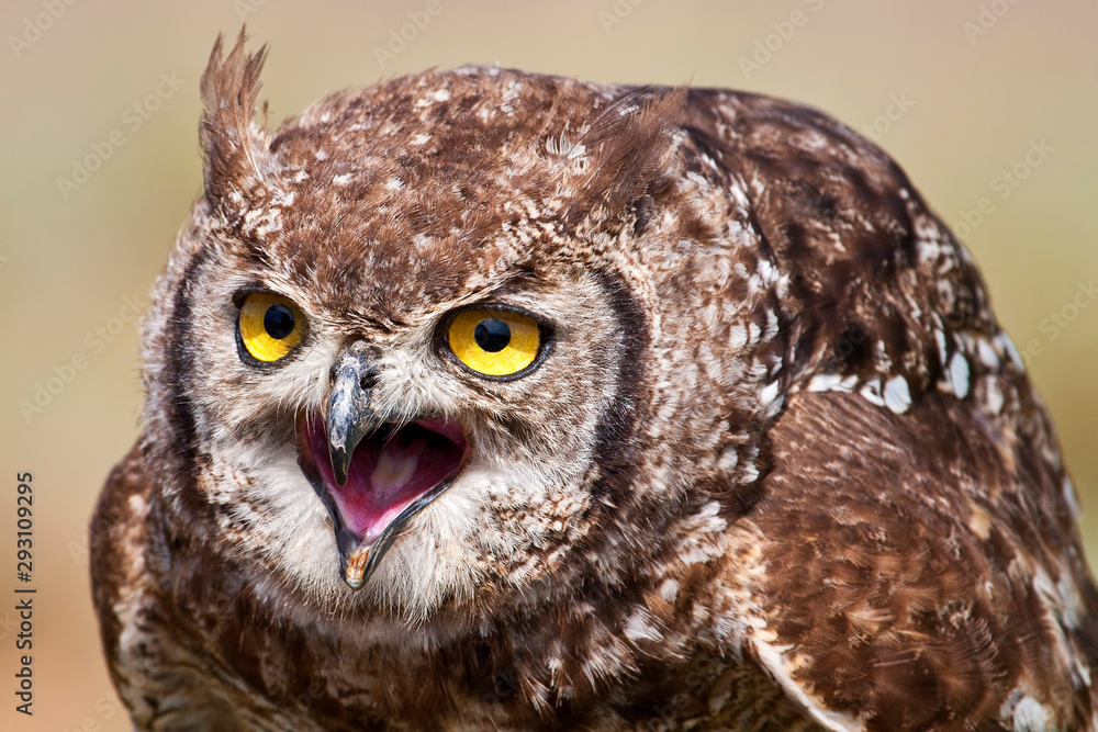 Obraz premium Spotted Eagle Owl 002