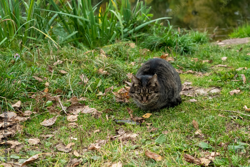 Beautiful cat with a gaze on the background of autumn nature Beautiful cat with a gaze on the background of autumn nature