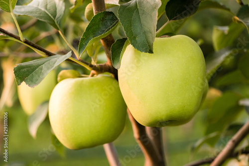 Golden Delicious apples green-yellow colors close up
