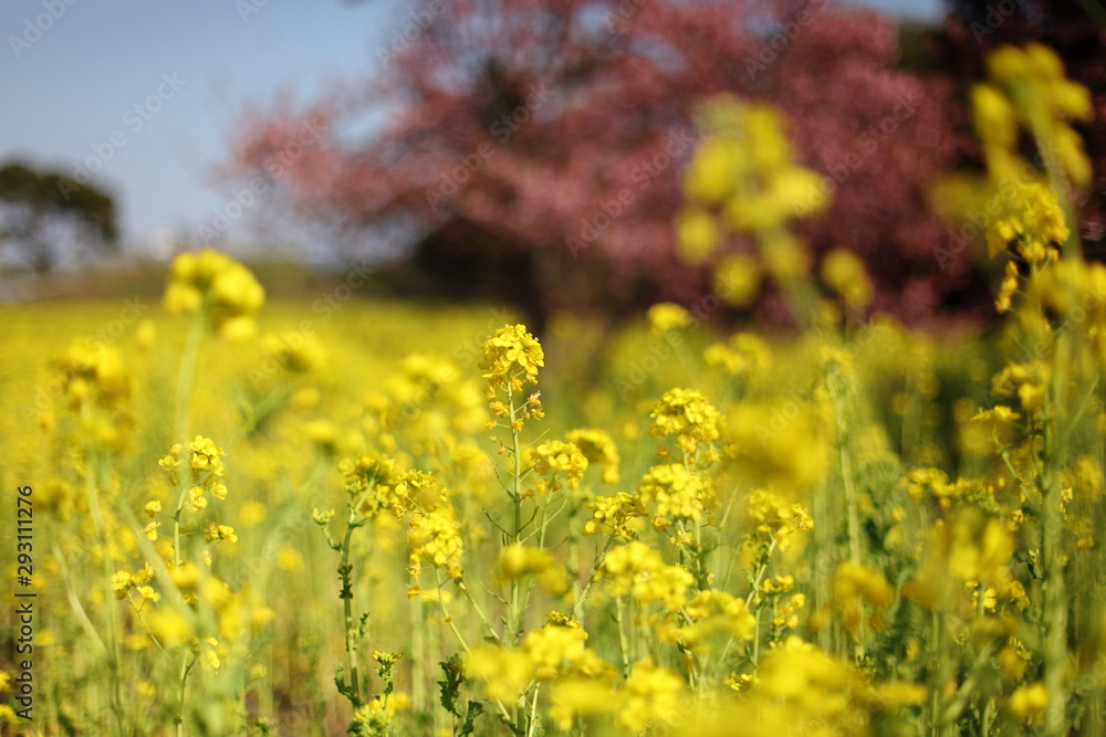 河津桜と菜の花