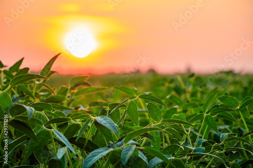Dramatic sunset over the soybean plants on serbian countryside in August