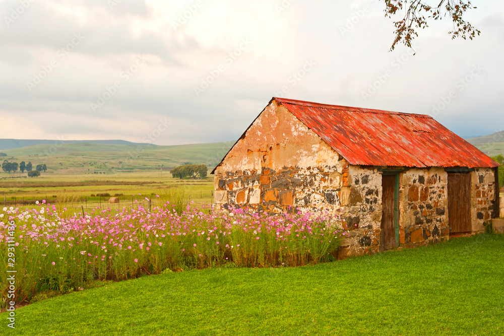 Obraz premium Old barn and cosmos