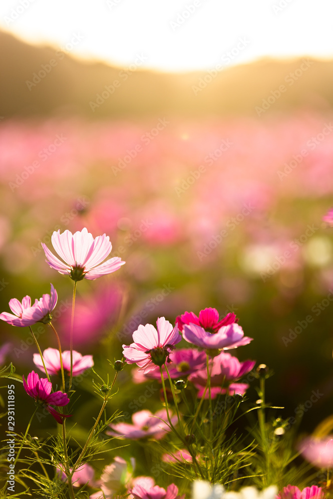 Obraz premium 黄昏れ秋桜１