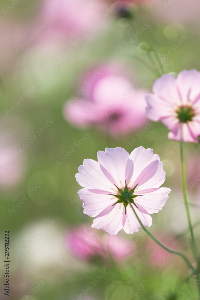 そよ風に揺られて〜秋桜〜２