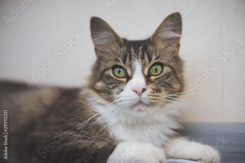 cat with green eyes © STOCKIMAGE