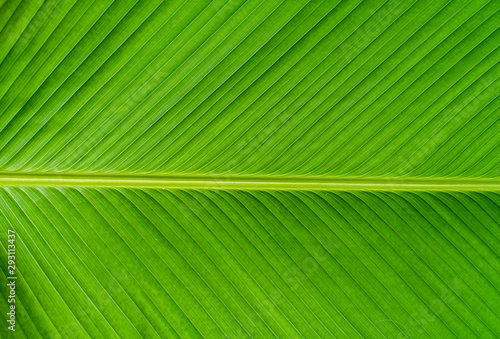 Green banana leaf texture background