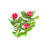 Branches of holly with red berries isolated on white background. Christmas decorations