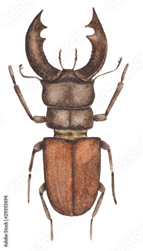 beetle. wild nature. watercolor drawing. Isolated on a white background.