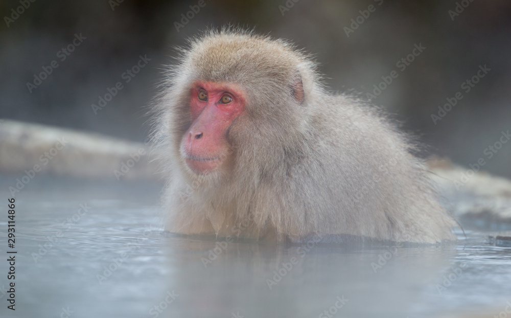 Naklejka premium Snow Monkeys in Onsen, Japan