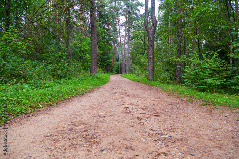 Fototapeta premium path in the forest