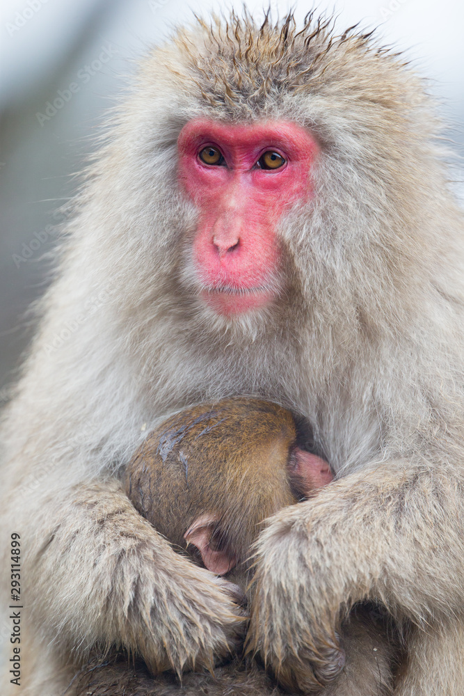 Snow Monkeys in Onsen, Japan Snow Monkeys in Onsen, Japan