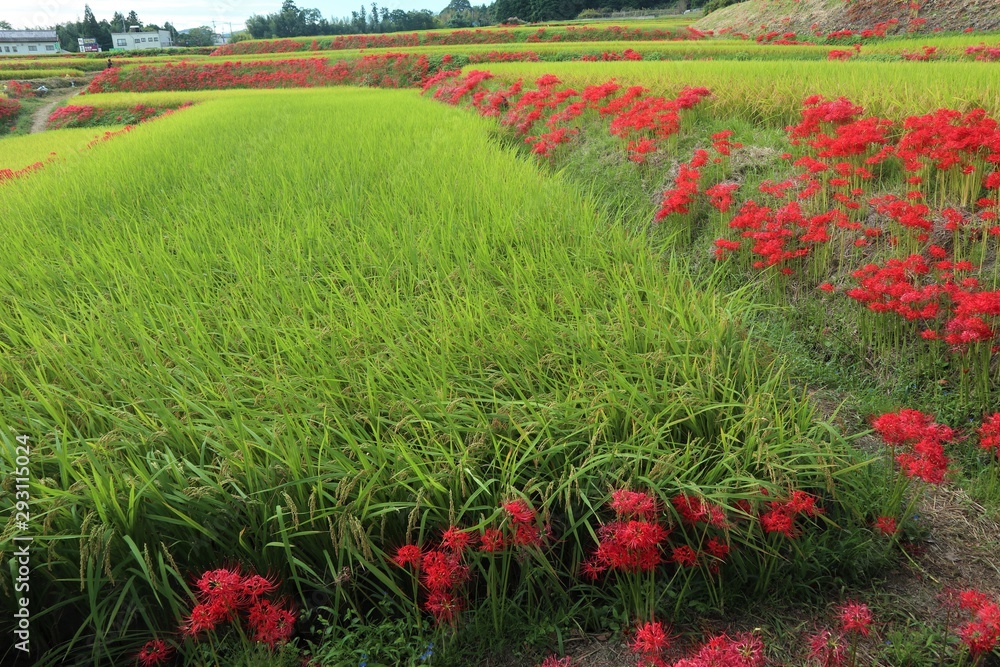 奈良 彼岸花ロード Stock Photo Adobe Stock 奈良 彼岸花ロード Stock Photo Adobe Stock
