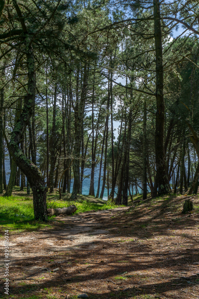 Obraz premium path in the forest