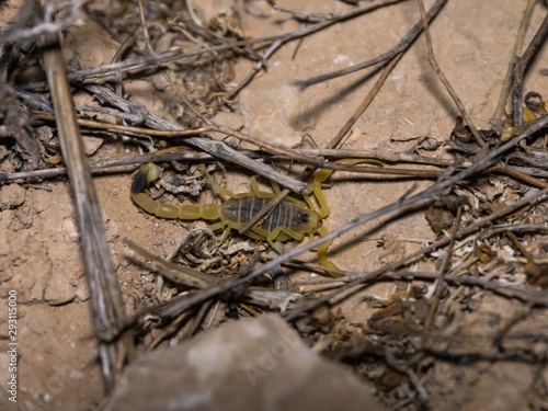 Desert  scorpion hiding at night in dry plants in the desert in southern Israel near the Avdat fortress