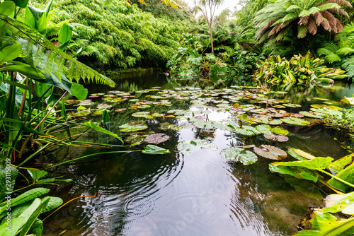 Wallpaper Mural Lilly pond in the rain surronded by trees. Torontodigital.ca