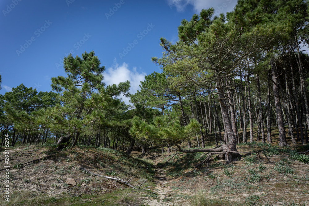 Fototapeta premium tree in the forest