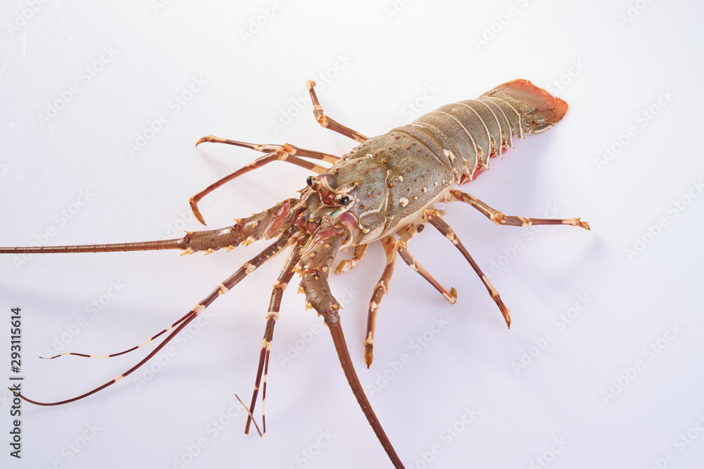 Lobster Lobster
