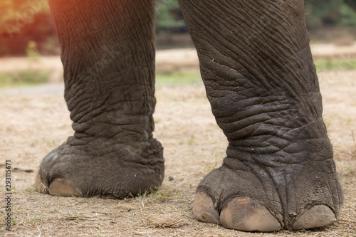 Photography (Close up)Asian elephant's feet, elephants walking on the floor, the feet of a l