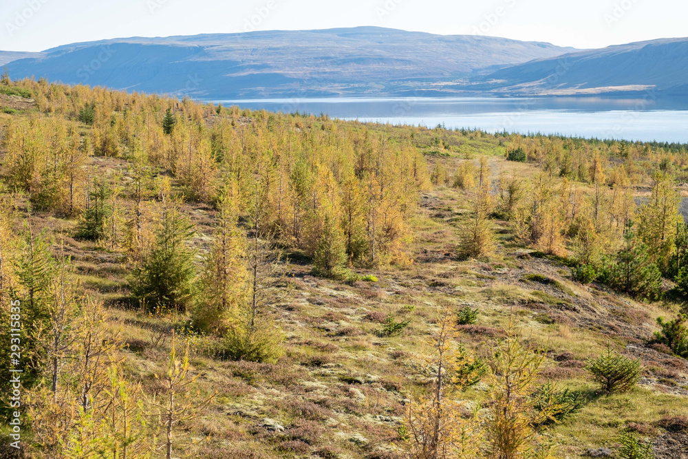 Schonung junger Nadelbäume am Hvalfjörður / Hvalfördur. 