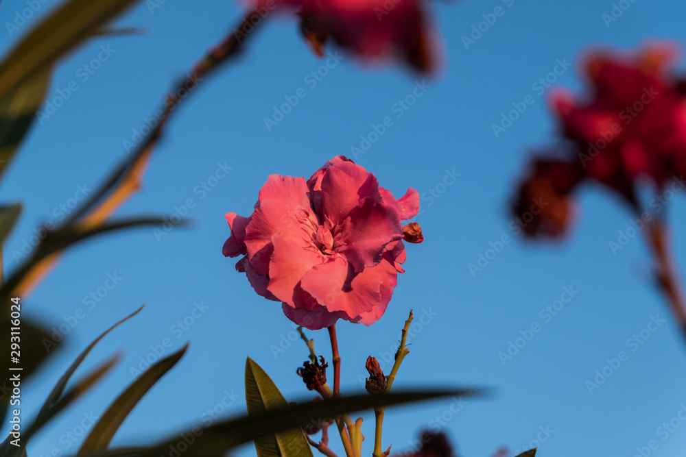 Beautiful intense fuccia flower between the garden with sunset light Beautiful intense fuccia flower between the garden with sunset light