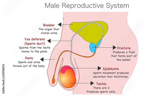 Male reproductive system. Man  reproduction organs anatomy. Annotated. Cross section diagram. With explanations. Prostate, epididymis, testes, penis, sperm duct. Education biology vector illustration