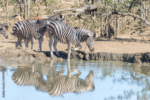 Burchells zebras entering a muddy waterhole