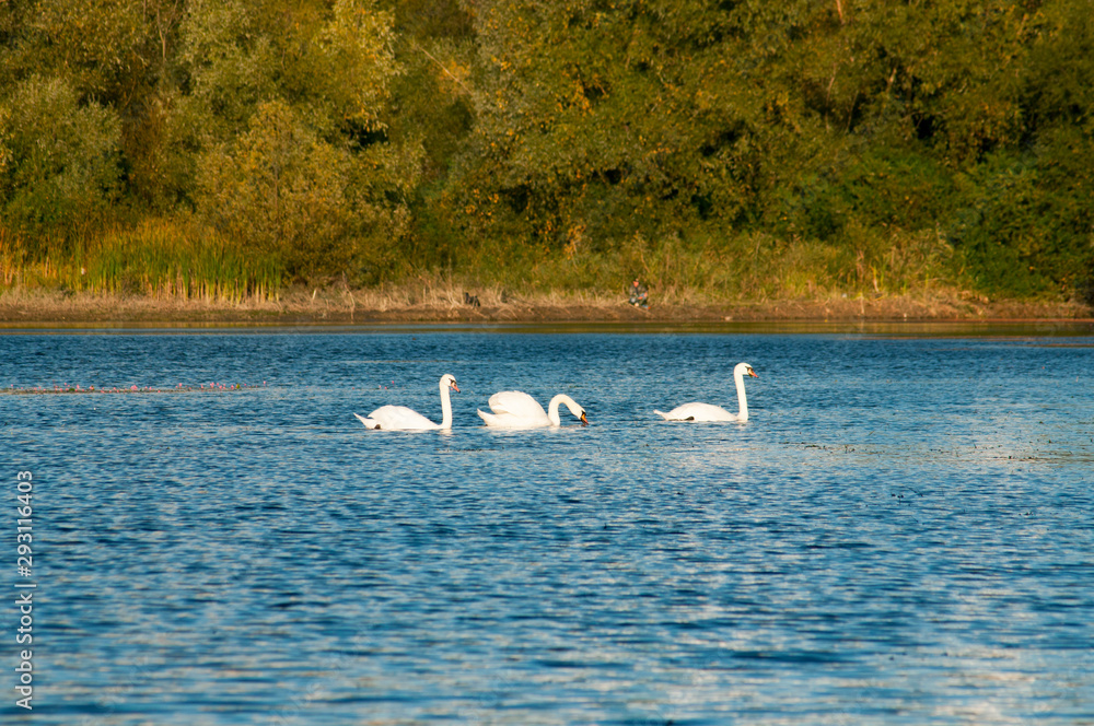 white swans on an autumn lake on a sunny day