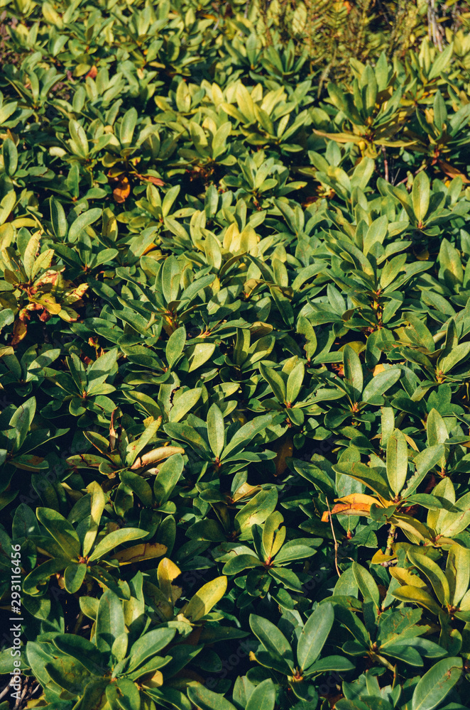 Rhododendrons plants in Sochi, Russia Rhododendrons plants in Sochi, Russia