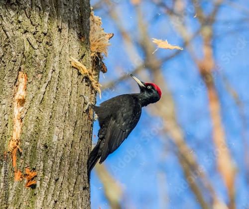 Black woodpecker (Dryocopus martius) knock a dry tree photo