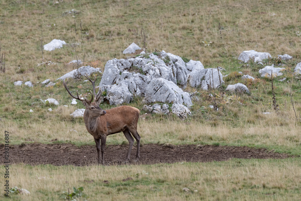 Naklejka premium Red deer in the mud puddle, Apennines mountains, Italy