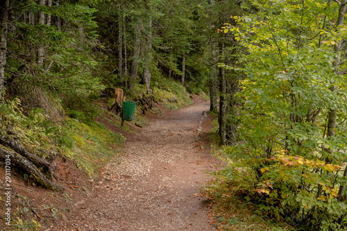 path in the forest © STOCKIMAGE