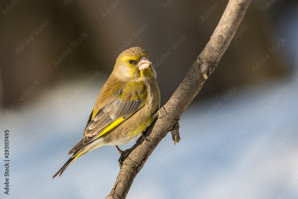 Obraz premium Bird European greenfinch (Chloris chloris)