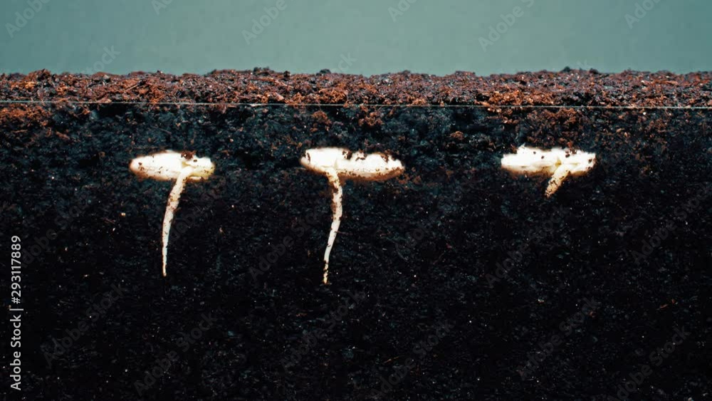 sprouts with long stems grow up in fertile soil timelapse