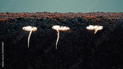 sprouts with long stems grow up in fertile soil timelapse