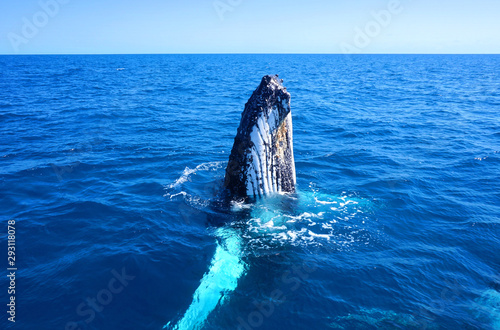 Foto Buckelwal vor der Küste von Australien bei Hervey Bay und Fraser Island