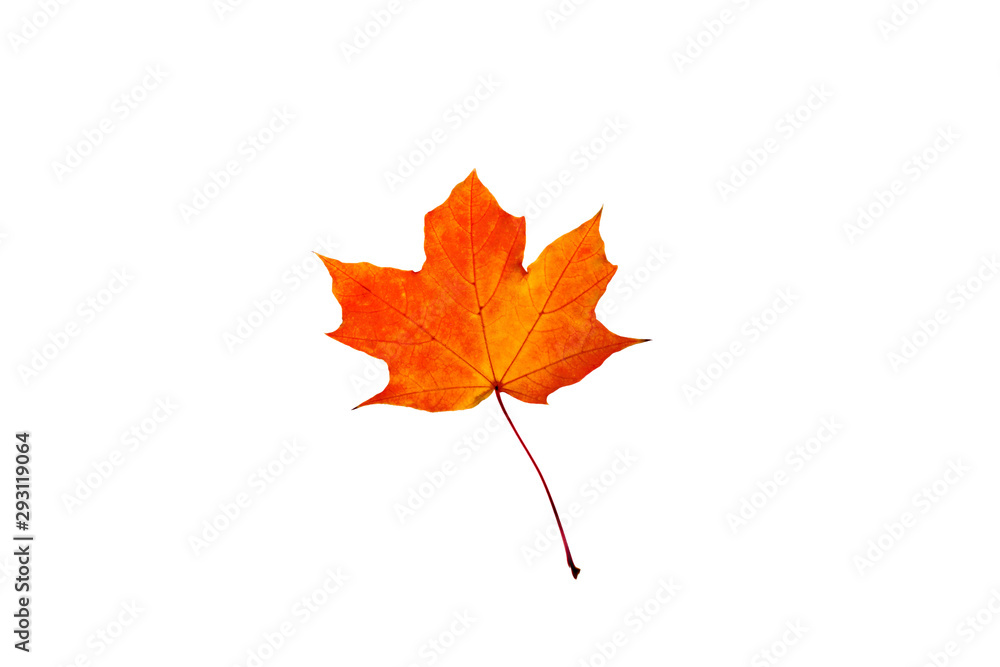 Red orange maple leaf isolated on white Red orange maple leaf isolated on white