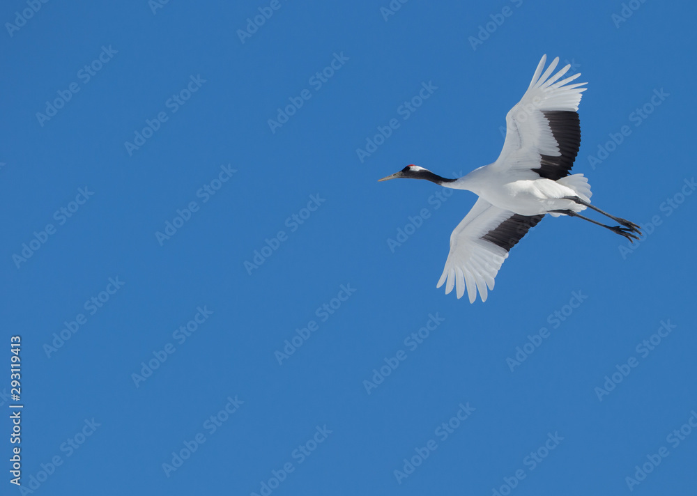 Obraz premium Japanese cranes on the clear blue sky