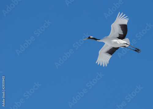 Japanese cranes on the clear blue sky