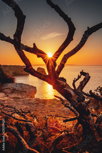 A curved tree on a cliff with the sunset and the coastline in the background. Postcard view of the holidays. Praia da Marinha, Famous Beach, Algarve Coast, Lagoa, Portimao in South Portugal, Atlantic 