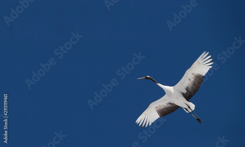 Japanese cranes on the clear blue sky © prasitphoto