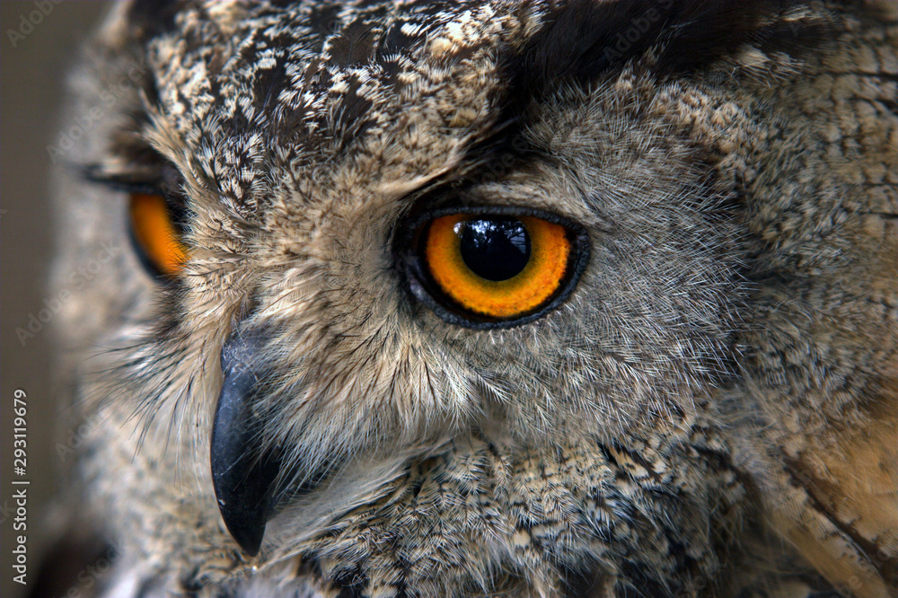 custom made wallpaper toronto digitalClose-up portrait of an owl head