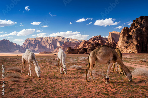 Herd of camels grazing at Wadi Rum desert  southern Jordan