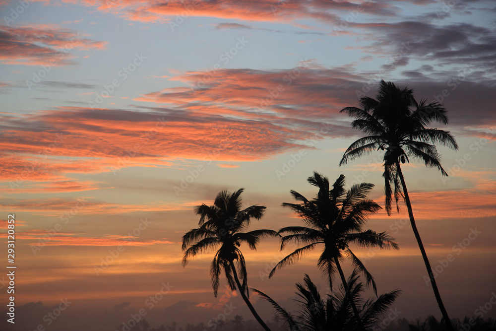 Palm trees on sunset background