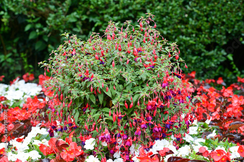 Beautiful large hanging basket with masses of flowers in a formal garden.