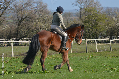 Young woman putting her bay horse through its paces in field on sunny day.