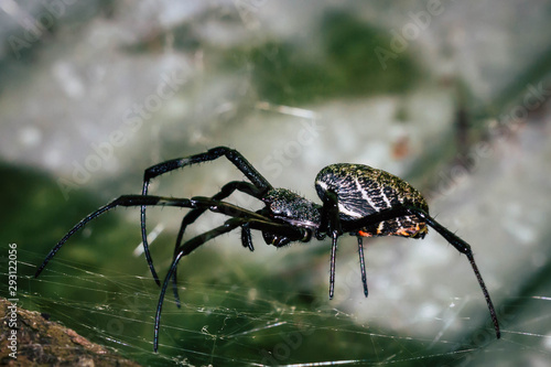 A black and brown colour spider is photographed close up, macro picture,Natural background,spider and spider web. Spiders are creating spider webs.