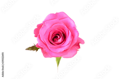 Pinkl rose flower. Detailed retouch