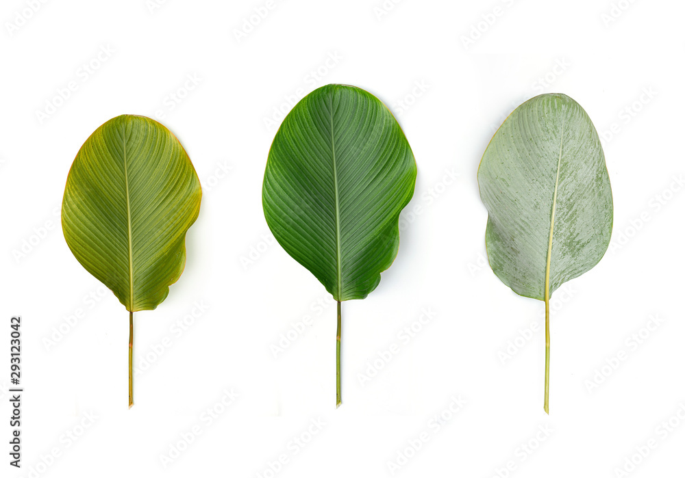 Green leaf isolated on white background Green leaf isolated on white background